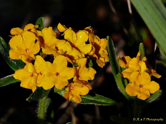 {Lithospermum canescens}